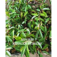 Anak Pokok Durian Mdur88