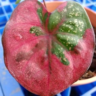 Caladium Cat Tumpah Daun Bulat/Keladi Thailand/Bunga Hidup