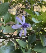慕花坊  紫花屏東鐵線蓮 原生種