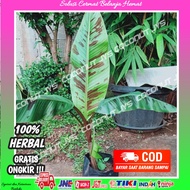 tanaman hias pohon pisang blods-pohon pisang varigata merah-pisang varigata