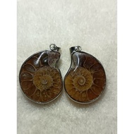 ammonite Pendant 斑彩螺吊坠