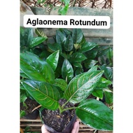 ♞,♘,♙Miccah Farm Aglaonema Snow white| aglaonema collection indoor plants | Pink Cochin