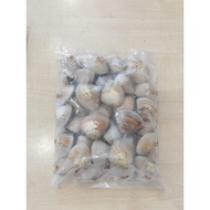 【READY STOCK】沙白贝/沙白/CLAM/LALA/1KG