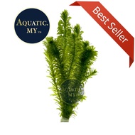 Aquarium Aqua Plants- Egeria Densa Unpotted (1 bunch=8 stem) 水薀草/蜈蚣草