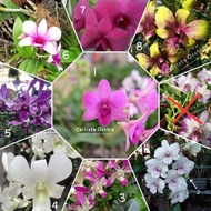 Ready Stock Anggrek Dendrobium Import BANGKOK Thailand pra dewasa sd