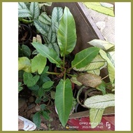 ♒ ☼ ✈ Philodendron orlando