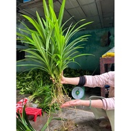 3 pandan leaf plants with roots about planting