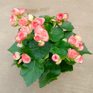[Plantopia] Begonia Rose 海棠玫瑰 | Pokok Bunga Hidup | Indoor Flower Plant (Random)