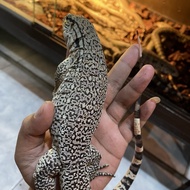 Ice tegu x red tegu 