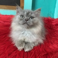 Kucing Kitten Persia Mix Mainecoon Bigbone Longhair Bulu Kapas