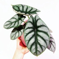 Tanaman hias Alocasia Dragon Silver/Bonggol Umbi Alocasia Dragon