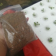 25 Gram Biji Benih Gargil / Arugula Seed / Jarjir