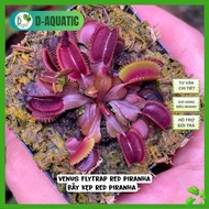 Venus Flytrap Red Piranha - Red Piranha clip trap is so beautiful and impressive