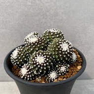 龍爪球屬 | 實生 | 多肉 仙人掌 | Copiapoa laui