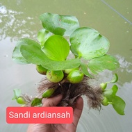 Bibit benih tanaman eceng gondok tanaman air