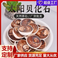 Natural Chalk Chrome Sun Shell Fossil Sea Animal Archaeological Dinosaur Ammonite Salamander Animal 