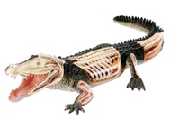 4D Vision หุ่นจำลองจระเข้ 4 มิติ