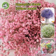 200pcs/pack Fresh Gypsophila Seed Flower Seeds for Planting & Gardening -Mixed Babysbreath Gypsophil