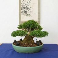 小品盆栽・雀舌黃楊