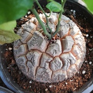 Block Root South African Tortoiseshell Succulents 5-6cm Ball Stem