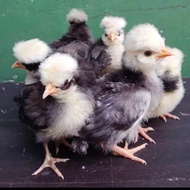 Anakan Ayam Poland
