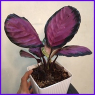 ✥ ☾ ❏ CALATHEA CRIMSON (IMPORTED FROM THAILAND)