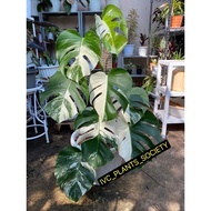 MONSTERA BORSIGIANA ALBO / MONSTERA ALBO / MONSTERA HOLLAND ALBO