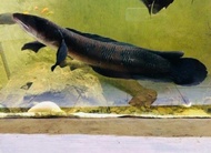 Channa cf marulius/Bullseye snakehead 60cm BIG (Ikan monster predator)