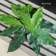BEST SELLER DAUN JARUM TUJUH BINTANG / TUJUH JARUM / TUJUH DURI PER LEMBAR | COD