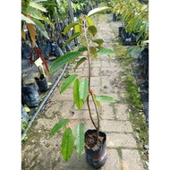 Anak Pokok Durian Udang merah@D175