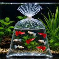 GPS Aquatic Untuk Ikat Albino Dumbo Red Hm Live Guppy 1 pair