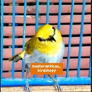 Unik burung pleci Wallacea gacor Diskon