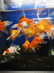 RYUKIN GOLD FISH/IKAN HIASAN /LIVE FISH /ORNAMENTAL FISH /AQUARIUM NEED /READY STOCK