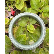 Bracelet Genuine Burmese Jade Jadeite Type A Size 58.7 mm Width 15.8 699.- Baht (Code B29)