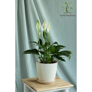 Berjaya Plant Nursery - Peace lily/Spathiphyllum Mojo(Pokok Bunga Hidup/Pokok Hiasan Dalam Rumah/Rea