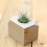 積木空氣鳳梨 - 小精靈小精靈【植物保固】