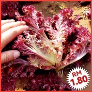 L61 Lettuce Seeds (300+/-) Biji Benih Salad / Red Leaf Lettuce Seeds / 红叶生菜种子 / Benih sayur / Vegetable seeds / 蔬菜种子 / 种子 [L61]