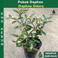 Pokok Bunga Daphne Bunga Wangi Daphne Odora flower Live Plant SHS Kebun