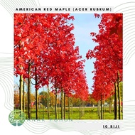 (10 Biji) Benih Bibit Biji - American Red Maple / Canadian Maple Tree (Acer rubrum) Pohon Eksotis Se