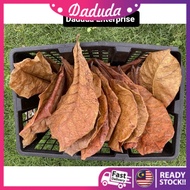 Ketapang Leaves / Indian Almond Leaves / Catappa Leaf for betta fish aquarium