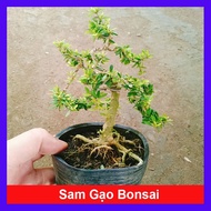 Cây Linh Sam Hạt Gạo Bonsai - cây cảnh bonsai để bàn