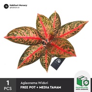 Aglaonema Widuri - Tanaman Hias koleksi / aglonema / Taman