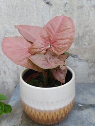 🪴紅粉佳人合果芋Syngonium Podophyllum pink allusion