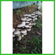 ▧ ◭  ▿ ⌧ volva mushroom kabuteng saging 500g kabuteng binhi
