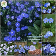 Blue Flax Flower Seeds for Planting (100 seeds/bag, Easy To Grow)  Benih Bunga Flax Biru | Gardening