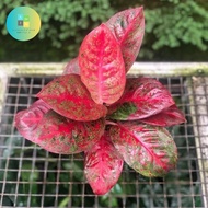 tanaman aglonema red stardust bibit/bonggol