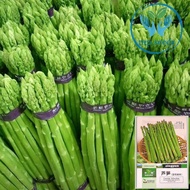 เมล็ดหน่อไม้ฝรั่ง / หน่อไม้ฝรั่งม่วง / หน่อไม้ฝรั่งขาว / หน่อไม้ฝรั่ง Asparagus U800 F1 ***Emerald Seed Co.ltd USA***
