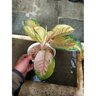 Aglaonema Sultan Brunei