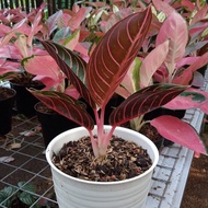 Aglonema red sumatra