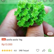 azolla azola 1 kg